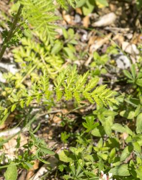 Fotografia 15 da espécie Tanacetum corymbosum no Jardim Botânico UTAD