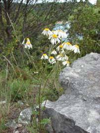 Fotografia da espécie Tanacetum corymbosum