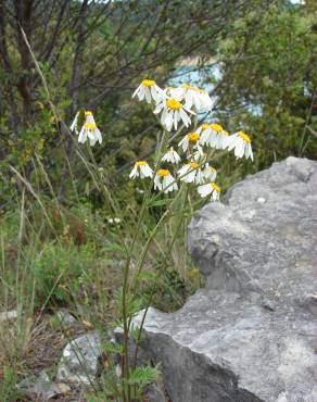 Fotografia 16 da espécie Tanacetum corymbosum no Jardim Botânico UTAD