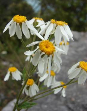 Fotografia 18 da espécie Tanacetum corymbosum no Jardim Botânico UTAD