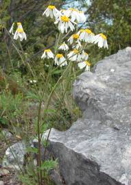 Fotografia da espécie Tanacetum corymbosum