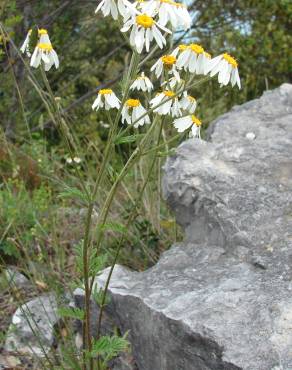 Fotografia 19 da espécie Tanacetum corymbosum no Jardim Botânico UTAD