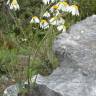 Fotografia 19 da espécie Tanacetum corymbosum do Jardim Botânico UTAD