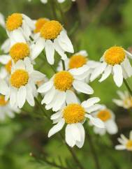 Tanacetum corymbosum