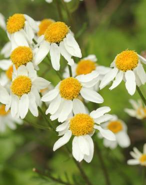 Fotografia 1 da espécie Tanacetum corymbosum no Jardim Botânico UTAD