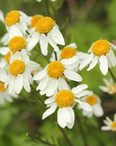 Fotografia de capa Tanacetum corymbosum - do Jardim Botânico