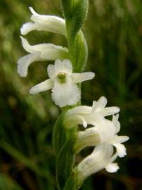 Fotografia da espécie Spiranthes aestivalis