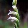 Fotografia 3 da espécie Spiranthes aestivalis do Jardim Botânico UTAD