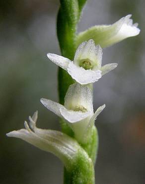 Fotografia 4 da espécie Spiranthes aestivalis no Jardim Botânico UTAD