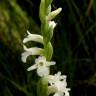 Fotografia 5 da espécie Spiranthes aestivalis do Jardim Botânico UTAD