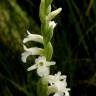 Fotografia 5 da espécie Spiranthes aestivalis do Jardim Botânico UTAD