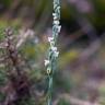 Fotografia 6 da espécie Spiranthes aestivalis do Jardim Botânico UTAD