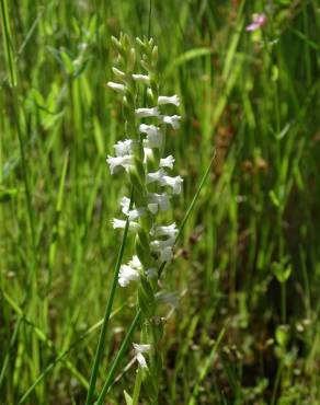 Fotografia 8 da espécie Spiranthes aestivalis no Jardim Botânico UTAD