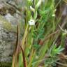 Fotografia 9 da espécie Spiranthes aestivalis do Jardim Botânico UTAD