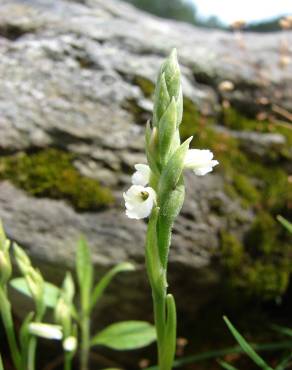 Fotografia 12 da espécie Spiranthes aestivalis no Jardim Botânico UTAD