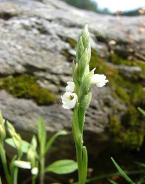 Fotografia 12 da espécie Spiranthes aestivalis no Jardim Botânico UTAD