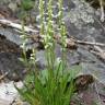 Fotografia 13 da espécie Spiranthes aestivalis do Jardim Botânico UTAD