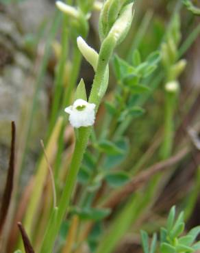 Fotografia 14 da espécie Spiranthes aestivalis no Jardim Botânico UTAD