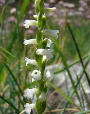 Fotografia 15 da espécie Spiranthes aestivalis no Jardim Botânico UTAD