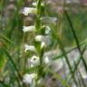 Fotografia 15 da espécie Spiranthes aestivalis do Jardim Botânico UTAD