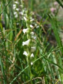 Fotografia da espécie Spiranthes aestivalis