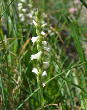 Fotografia 1 da espécie Spiranthes aestivalis no Jardim Botânico UTAD