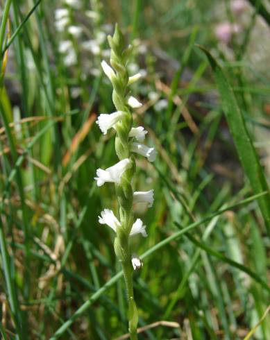 Fotografia de capa Spiranthes aestivalis - do Jardim Botânico