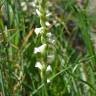 Fotografia 1 da espécie Spiranthes aestivalis do Jardim Botânico UTAD