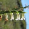 Fotografia 16 da espécie Spiranthes aestivalis do Jardim Botânico UTAD