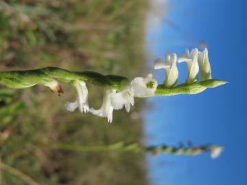 Fotografia da espécie Spiranthes aestivalis