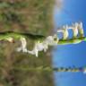 Fotografia 17 da espécie Spiranthes aestivalis do Jardim Botânico UTAD