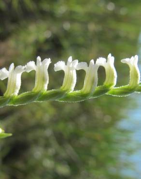 Fotografia 18 da espécie Spiranthes aestivalis no Jardim Botânico UTAD