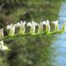 Fotografia 18 da espécie Spiranthes aestivalis do Jardim Botânico UTAD