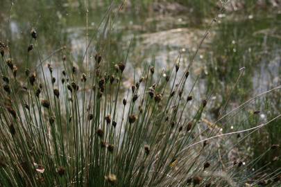 Fotografia da espécie Schoenus nigricans