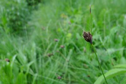 Fotografia da espécie Schoenus nigricans