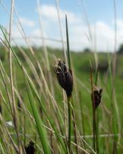 Fotografia da espécie Schoenus nigricans