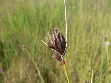 Fotografia da espécie Schoenus nigricans