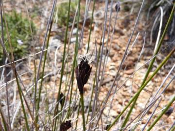 Fotografia da espécie Schoenus nigricans