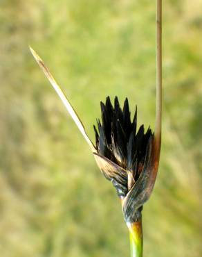 Fotografia 12 da espécie Schoenus nigricans no Jardim Botânico UTAD