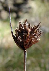 Fotografia da espécie Schoenus nigricans