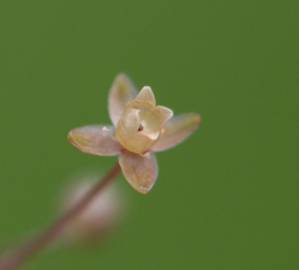 Fotografia da espécie Sagina apetala