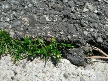 Fotografia da espécie Sagina apetala