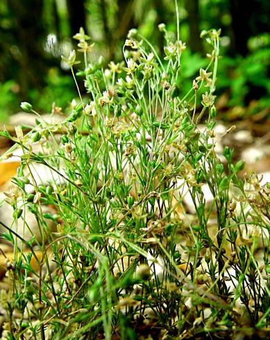 Fotografia de capa Sagina apetala - do Jardim Botânico