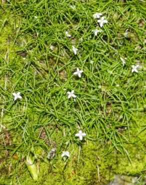 Fotografia 10 da espécie Sagina apetala no Jardim Botânico UTAD