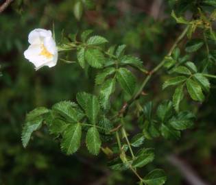 Fotografia da espécie Rosa micrantha