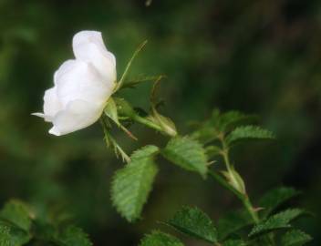 Fotografia da espécie Rosa micrantha