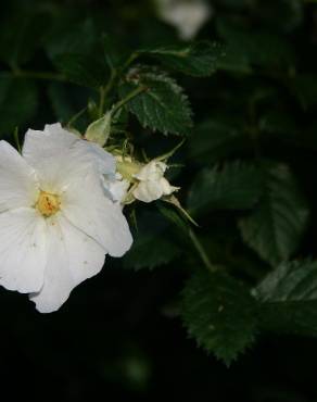 Fotografia 3 da espécie Rosa micrantha no Jardim Botânico UTAD