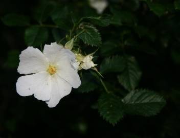 Fotografia da espécie Rosa micrantha