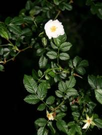 Fotografia da espécie Rosa micrantha