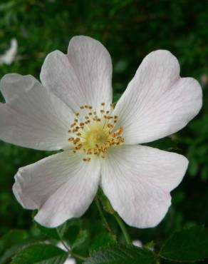 Fotografia 6 da espécie Rosa micrantha no Jardim Botânico UTAD